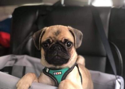 pug